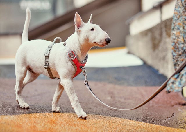 Hurtta VENTURE NO-PULL hundsele - Aska