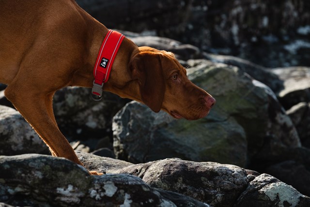 Hurtta Weekend Warrior ECO Halsband Nypon