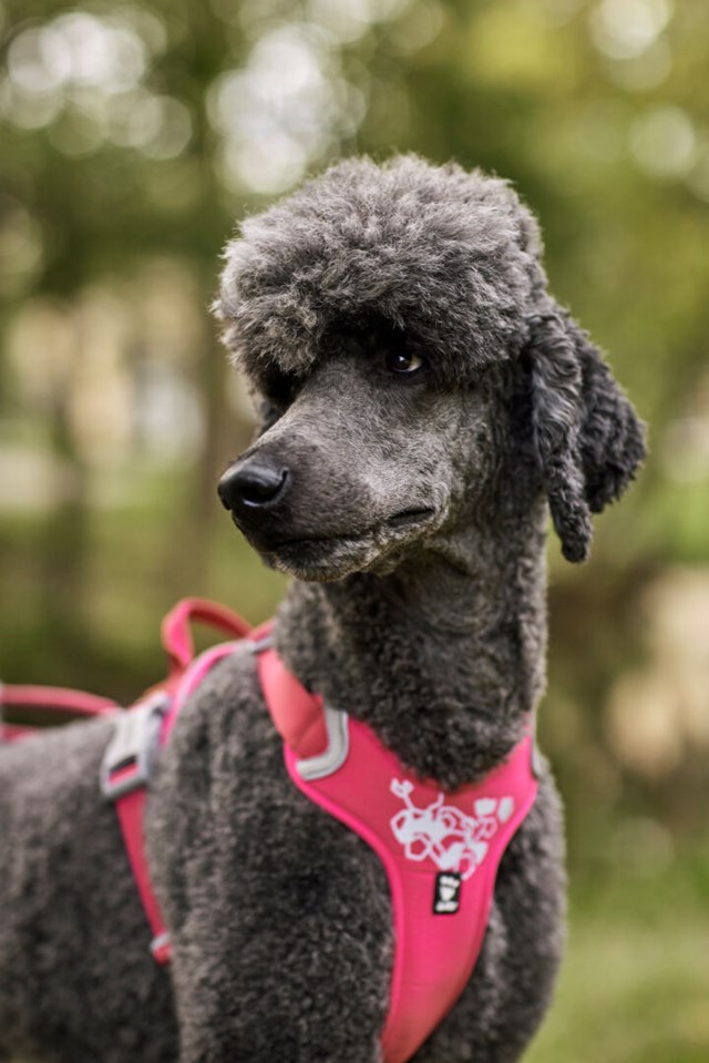 Hurtta Weekend Warrior Sele Ruby