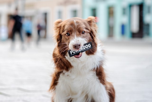 K9 DESIGNA DITT EGET KARDBORREMÄRKE