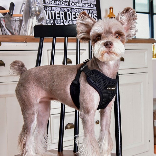 SOFT Black - Step-in Hundsele