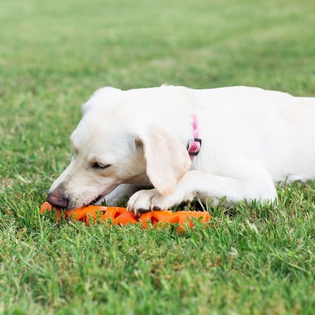 Breathe Right Fetch Stick