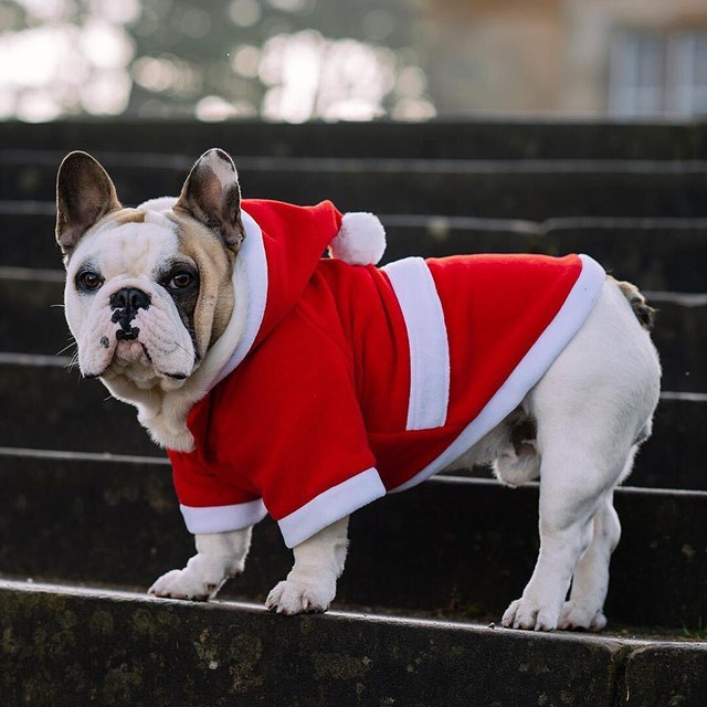 Santa's Christmas - Hundjacka