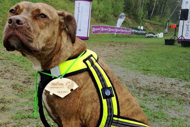 Zero DC Faster Svart