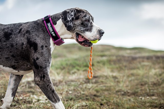 Julius K9 SuperGrip Halsband Rosa