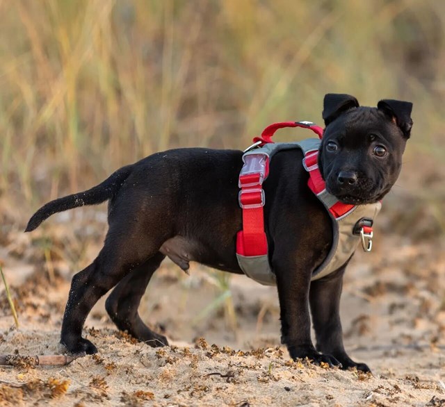 Safe-Walk Comfort Harness - Röd