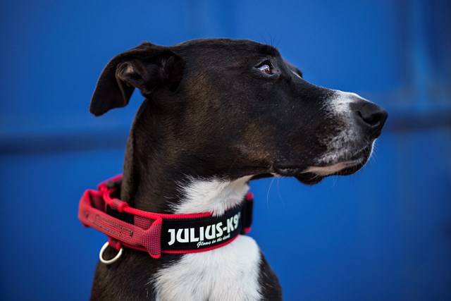 Julius K9 SuperGrip Halsband Röd