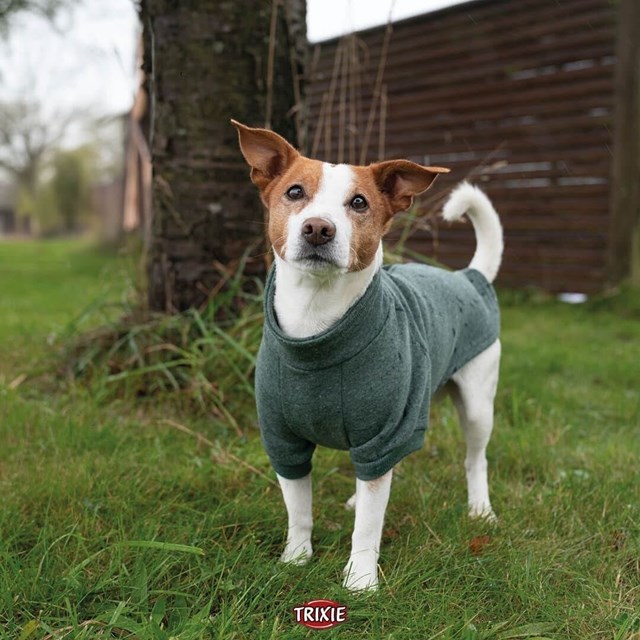 CityStyle Amsterdam Sweatshirt Hundtröja - Grön