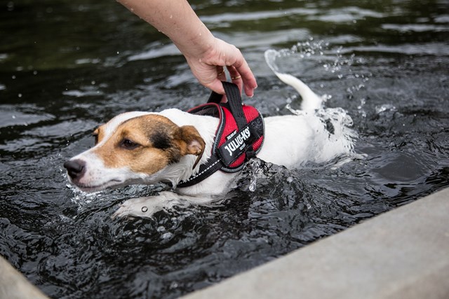 K9 Powair Sele Röd