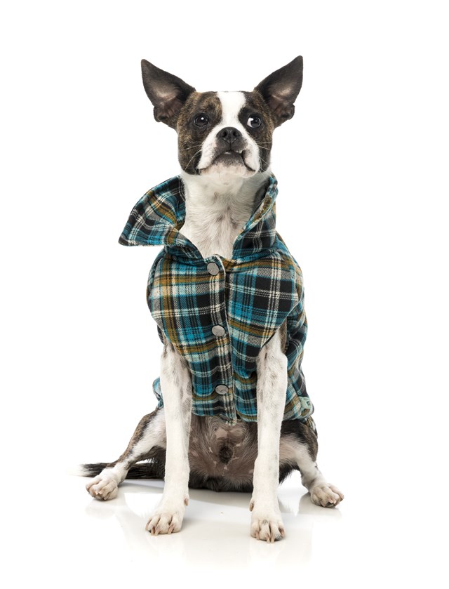 Blue Checked Shacket - Hundtäcke