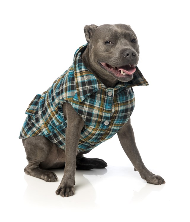 Blue Checked Shacket - Hundtäcke