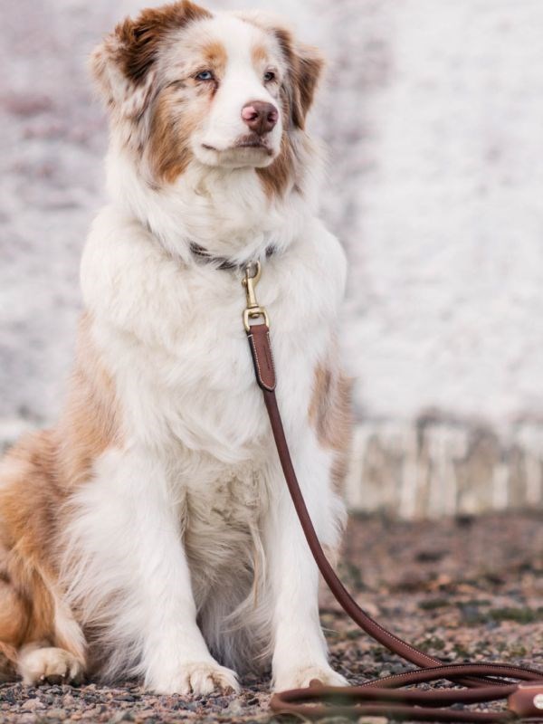 Jacson Alba Läderkoppel - Brun