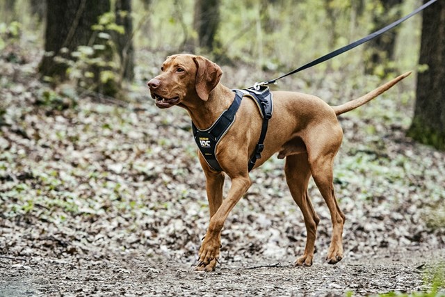K9 IDC Longwalk Svart/Grå - XL