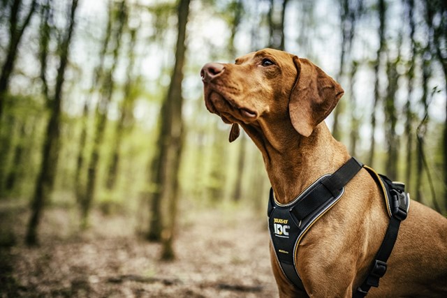 K9 IDC Longwalk Svart/Grå - XL