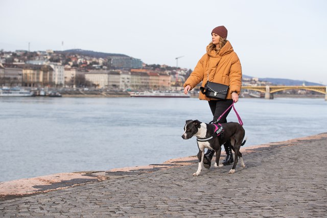 K9 IDC Hundsele Cerise