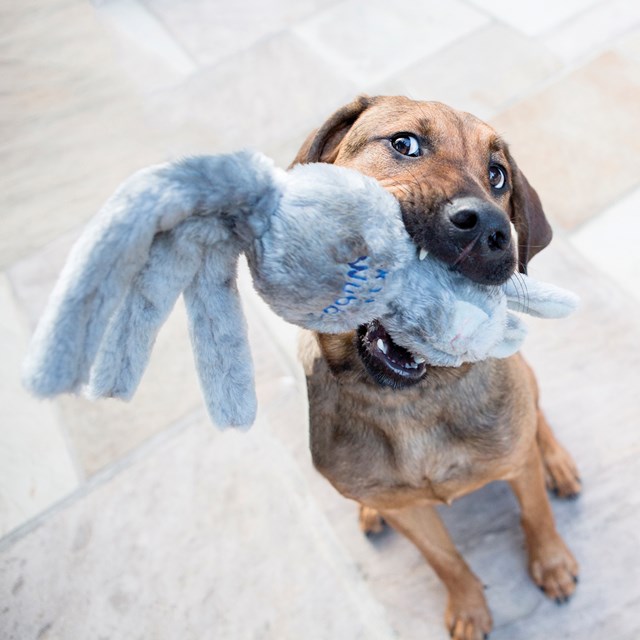 Kong Wubba Friends