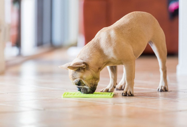 Lickimat Buddy Grön inkl Trixie Lammpaté Kit