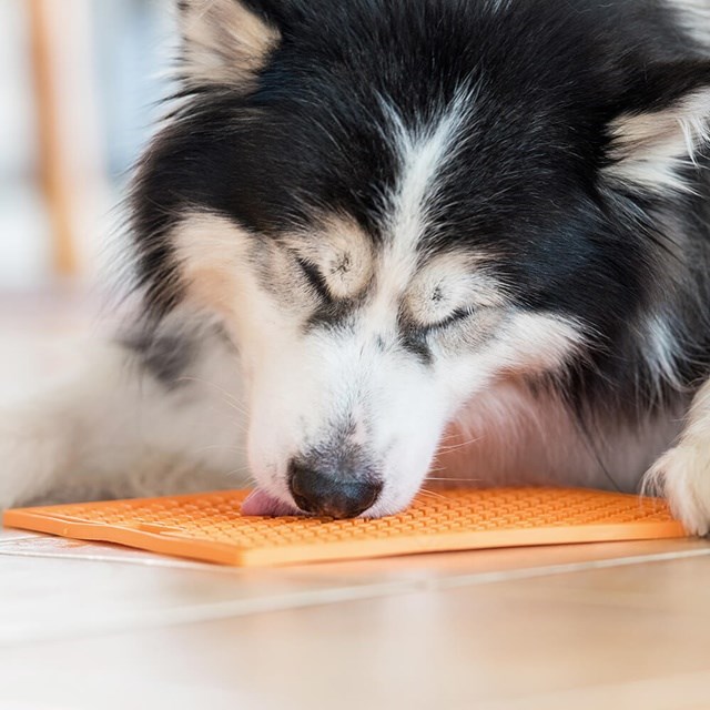 Lickimat Buddy Hundskål/Slickmatta Orange 30,5 x 25,5 cm