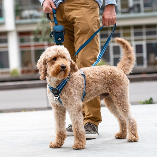 Comfort Walk Air 3.0 Harness Ocean Blue