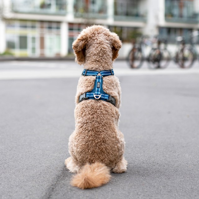 Comfort Walk Air 3.0 Harness Ocean Blue