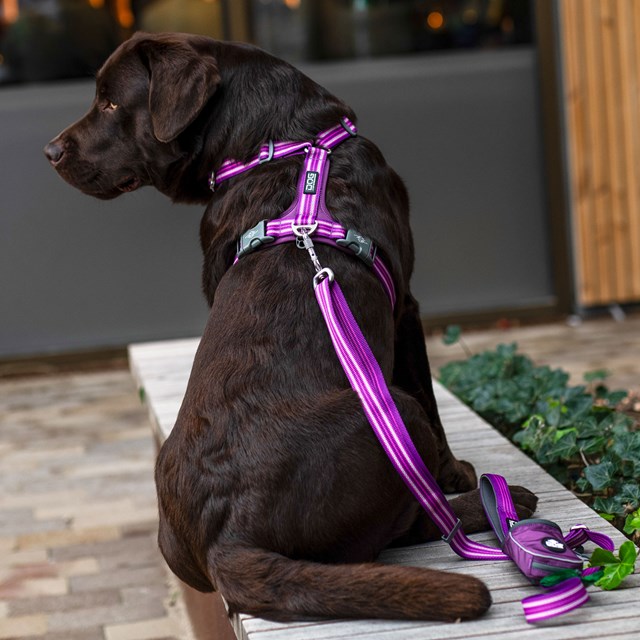 Comfort Walk Air 3.0 Harness Purple Passion