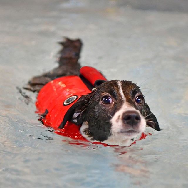 Irwin Life Jacket Hundflytväst Röd