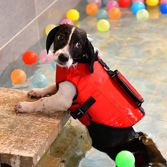 Irwin Life Jacket Hundflytväst Röd