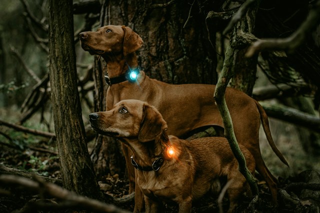 Orbiloc Safety Light Amber