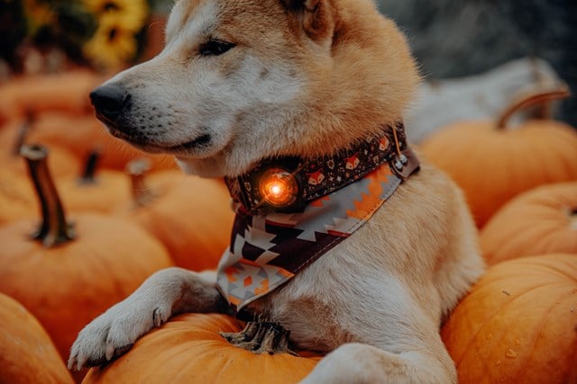 Orbiloc Safety Light Amber