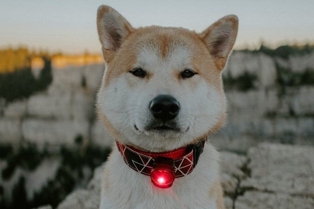 Orbiloc Safety Light Röd
