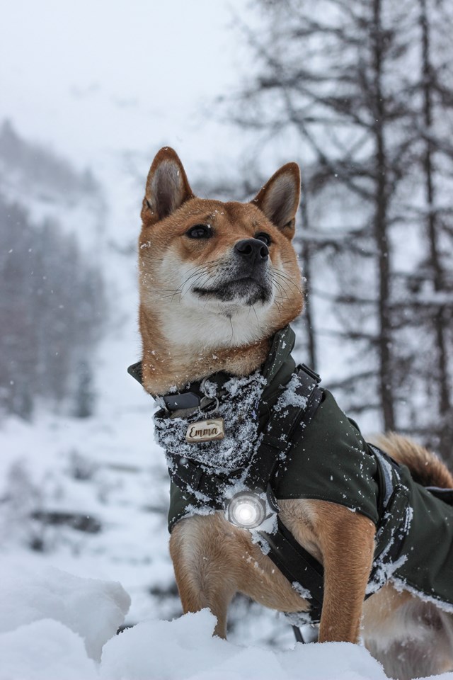 Orbiloc Safety Light Vit