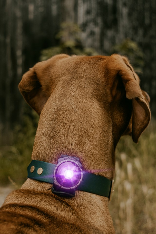 Orbiloc Safety Light - Lila