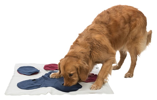 Dog Activity Sniffing Carpet