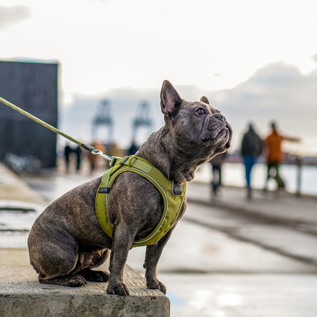 COMFORT WALK GO Sele - Svart
