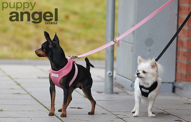 Basic Soft Pink - Sele och Koppel xl