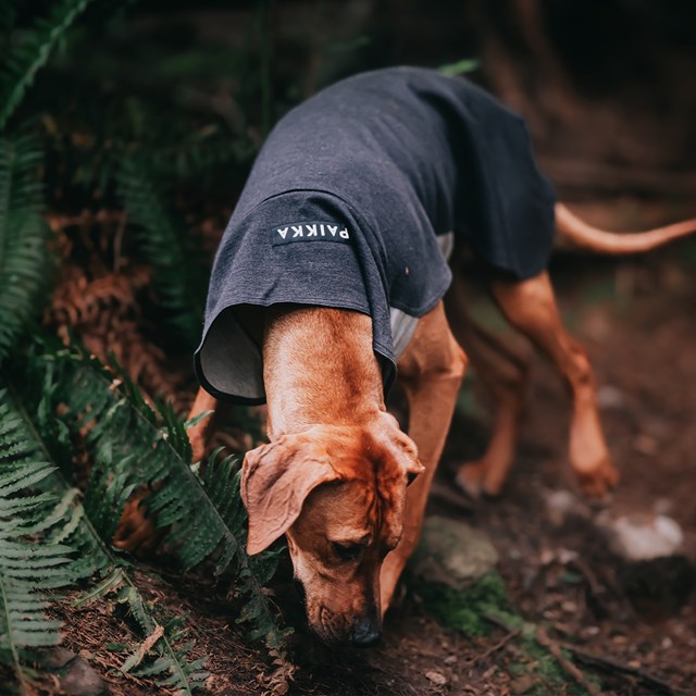 Recovery Winter Shirt - Grå Hundtröja i ullmix