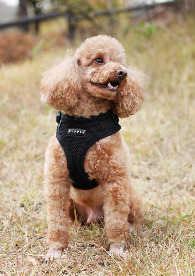 RITEFIT SOFT Black - Hundsele