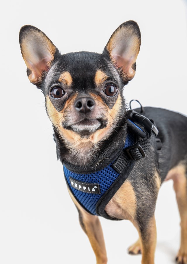 RITEFIT SOFT Royal Blue - Hundsele
