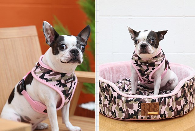 Legend Pink - Hundsele