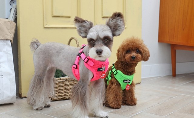 NEON SOFT - Grön Step-in Hundsele LARGE