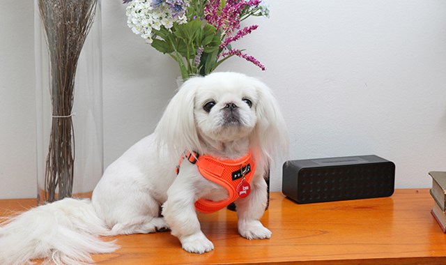 NEON SOFT Orange - Step-in Hundsele LARGE