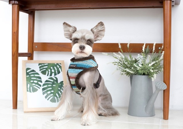 Crayon Brown - Fodrad Hundsele - XL