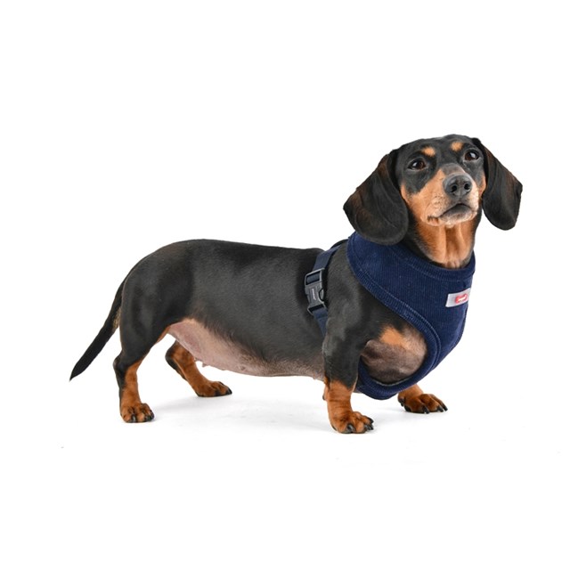 Classy Harness A - Navy