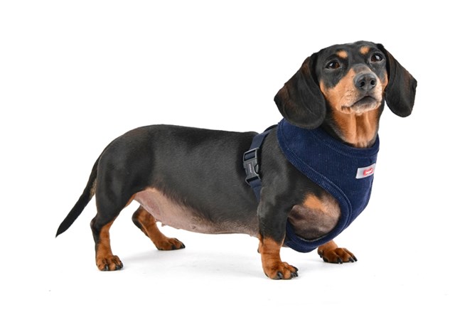Classy Navy - Hundsele