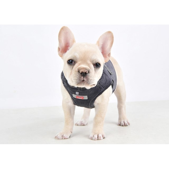 Classy Harness B - Dark Grey