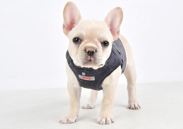Classy Dark Grey - Jacket Hundsele