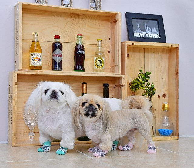 Leone Mint - Hundstrumpor