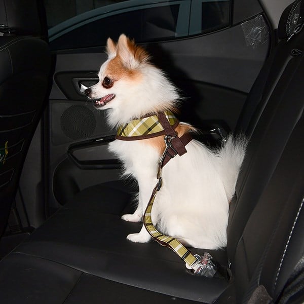 Baxter - Säkerhetsfäste för Bil