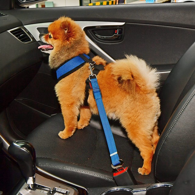 Simple Dog Royal Blue  - Koppling till Bilbälteshållare