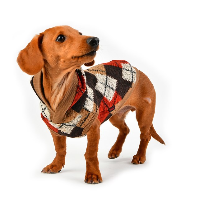 Jolly Beige - Stickad Hundtröja med Luva - Large